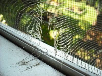Window Screen Repair